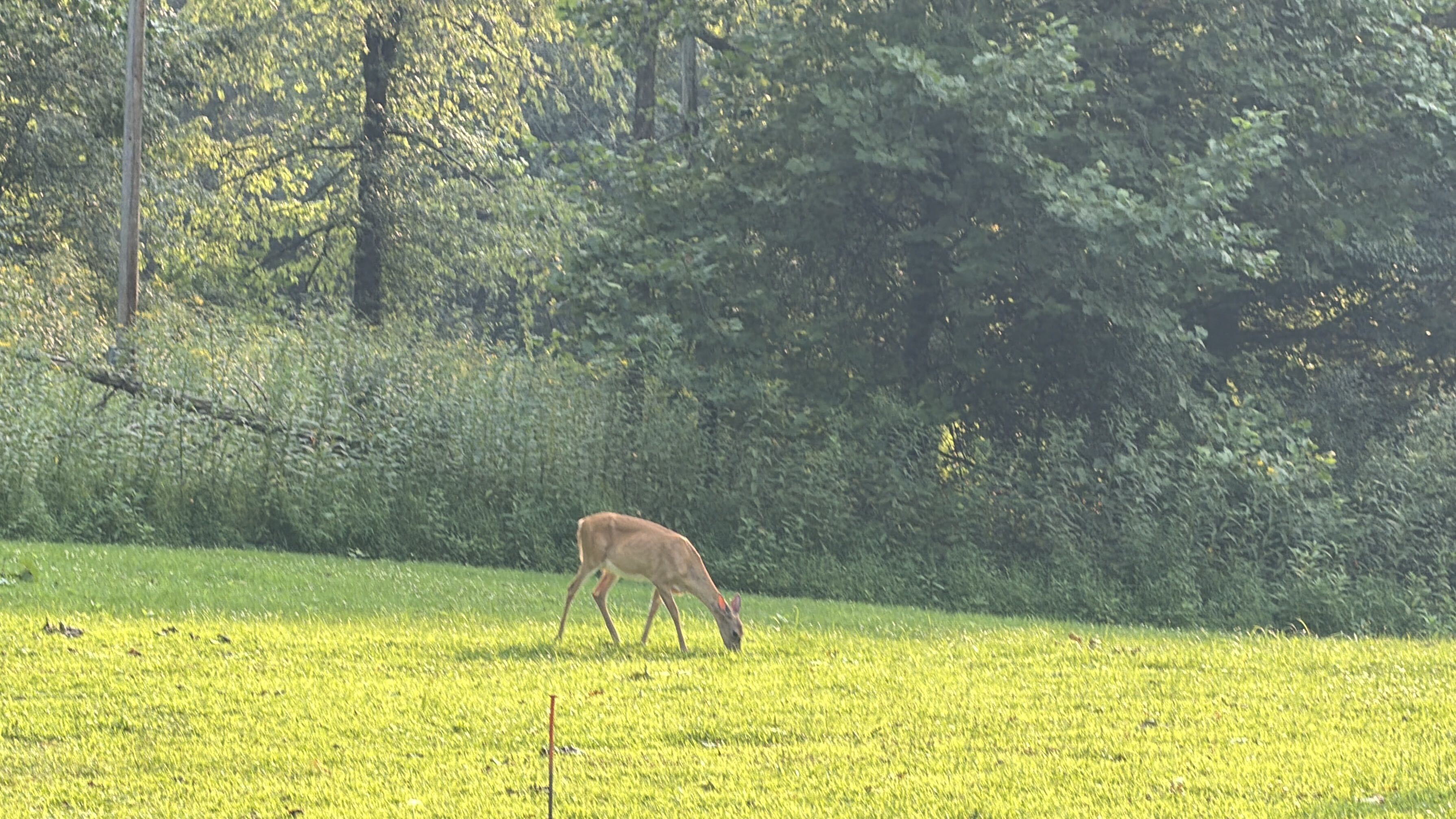 A white-tailed deer grazing in the green field at the edge of the woods
