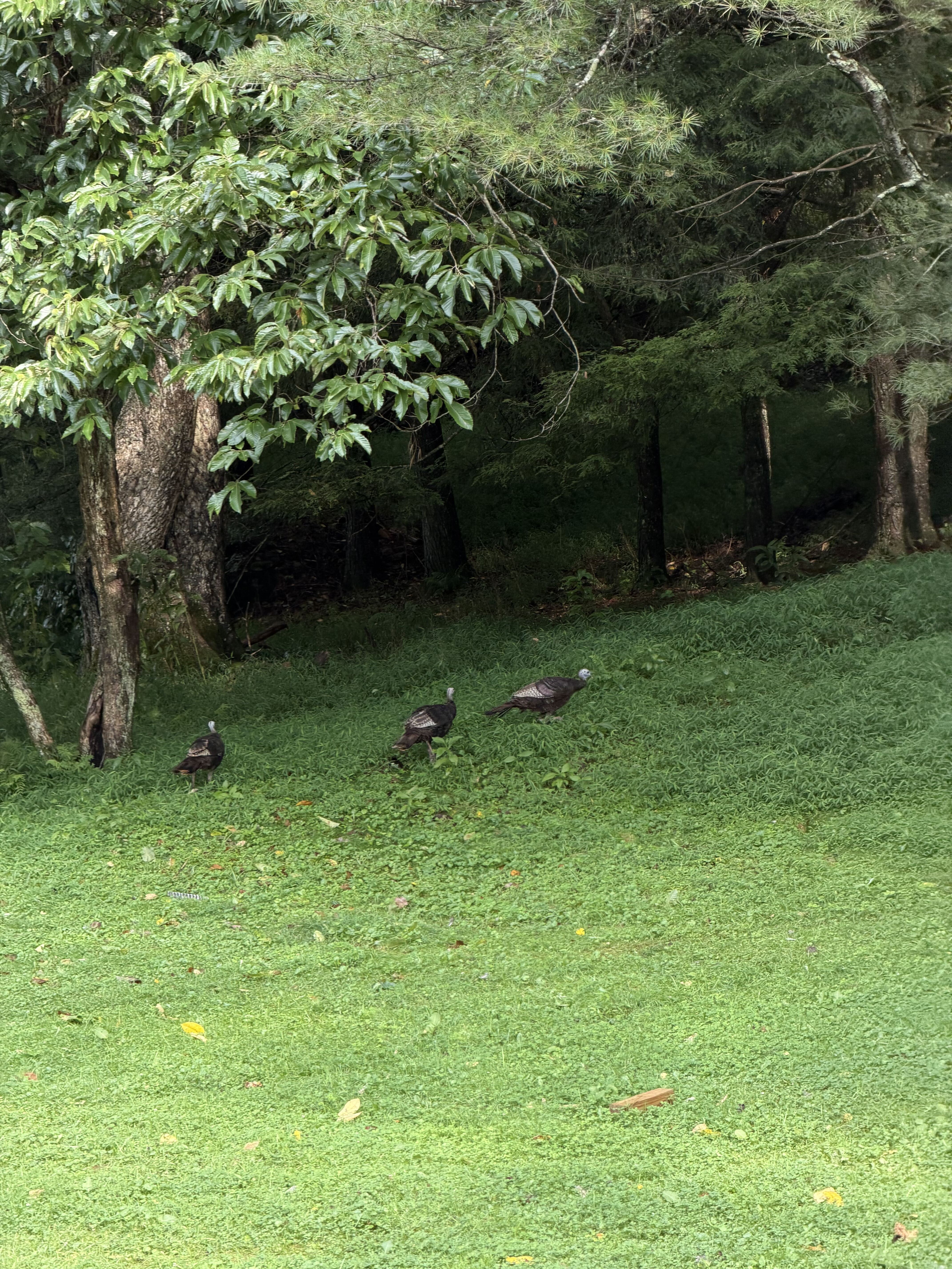 Three wild turkeys walking across the grassy lawn near the woods